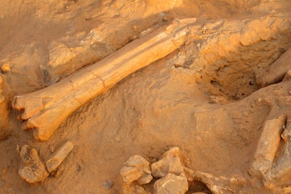 В Африке нашли останки доисторического &quot;великана&quot;