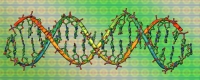 Неповторимая ДНК. Генетический паспорт человека
