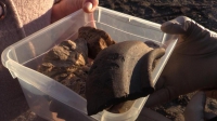 Артефакты XIV века обнаружили на дне Волги жители Дубны