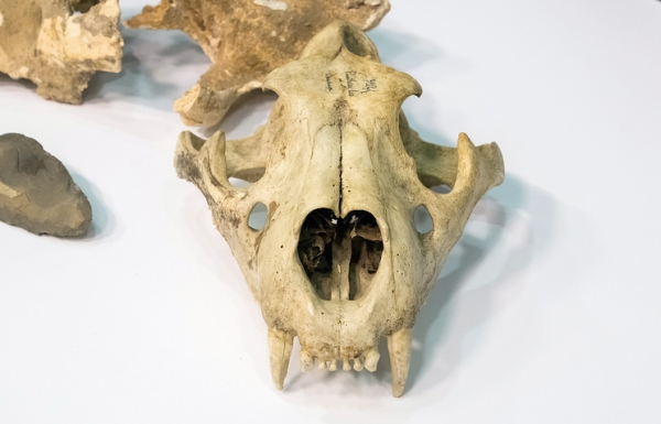 Ученые исследуют найденный на Урале зуб гигантского льва / Фото: ТАСС