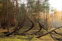 Пьяный лес (Дубровка)