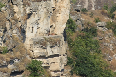 Старый Орхей