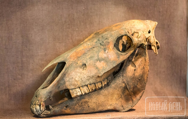 Вытянутые черепа и другие находки уральских археологов