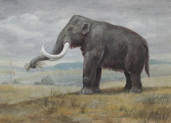 В Пермском крае нашли останки предка мамонта