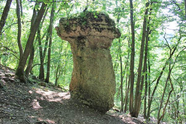 Секреты каменных грибов