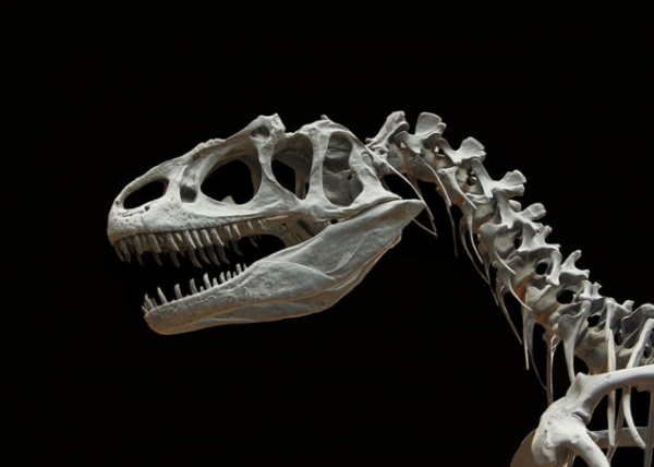Недавно обнаруженный динозавр оказался настолько огромным, что Ти Рекс выглядит гномом. / Фото: www.fredzone.org