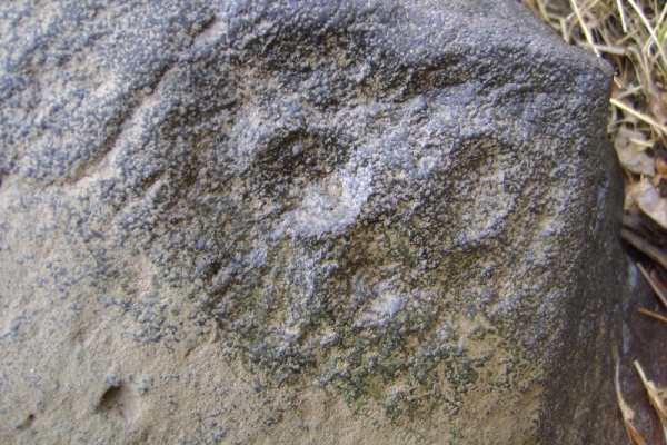 Новые петроглифы Сикачи-Аляна назвали уникальными