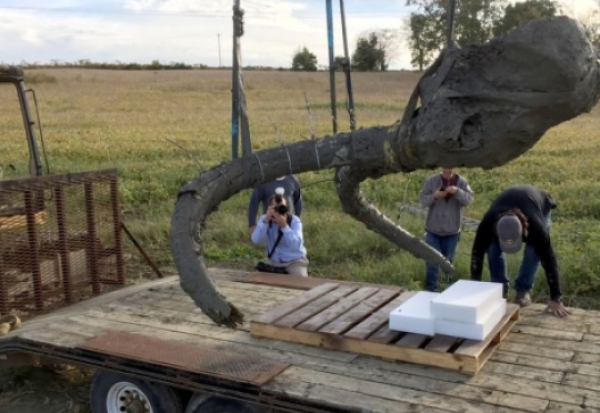 В США фермер выкопал кости мамонта, которым 15 тысяч лет